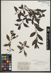 Foto von Salix myrsinites L. x Salix nigricans Sm.